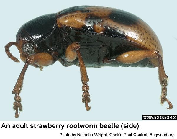 Strawberry rootworm adults feed mostly at night.